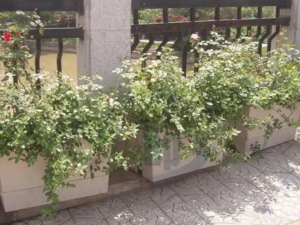 河道景觀綠化利器：耐用美觀的河道花盆