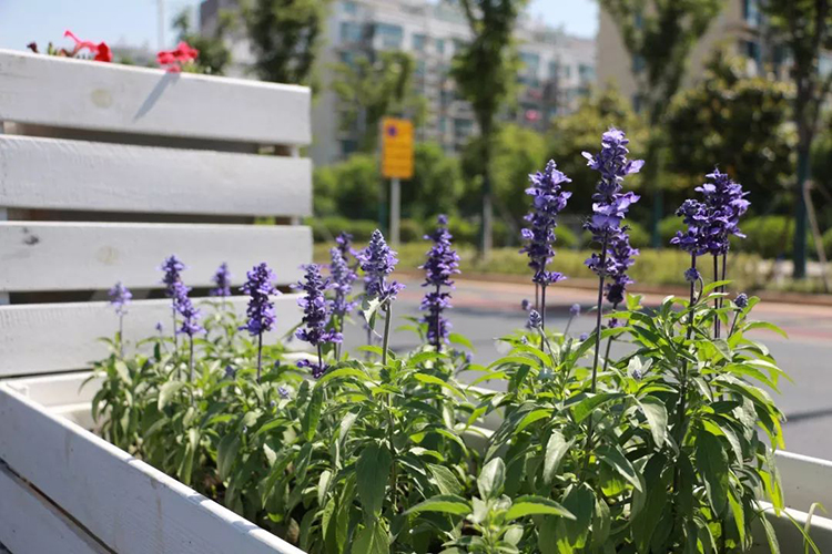 鼠尾草.jpg